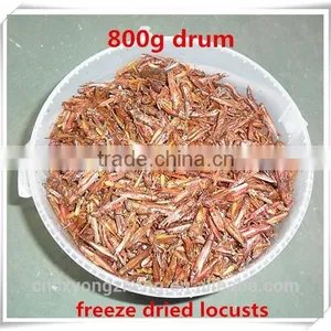 Drum(800g) Packed Freeze Dried Crickets For Wild Bird ;Dried Cricket For Bird thumbnail-1