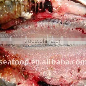 IQF Frozen Fresh Light Caught Sardine for Tuna Bait Offer From China thumbnail-1