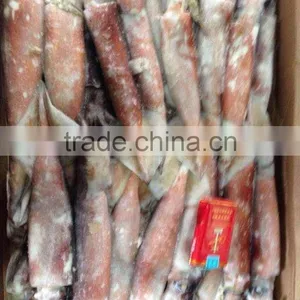 Whole Round Frozen Squid Todarodes Pacificus thumbnail-2