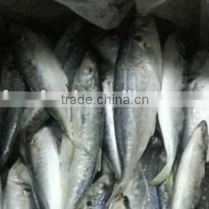 Frozen Pacific Horse Mackerel Hot Sale thumbnail-2