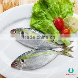SCAD: ROUND/ LAYANG/ YELLOW TAIL/ YELLOWSTRIPE/ BIG EYES thumbnail-3