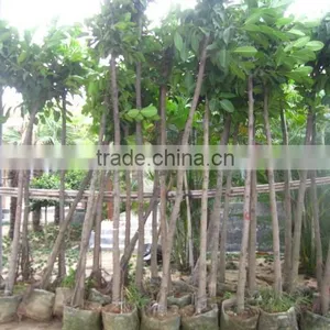 Ficus Benghalensis thumbnail-4