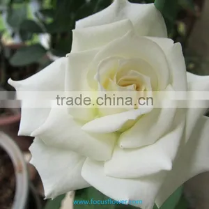 Export Fresh Cut Roses Flowers Tineke Rose Flower From Kunming thumbnail-1