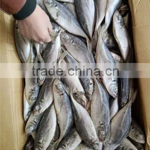 Frozen Yellowtail Scad thumbnail-1