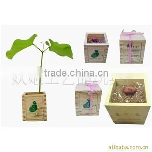 Wood Box Magic Bean thumbnail-1