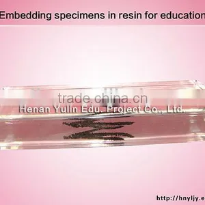 3D Specimen thumbnail-1