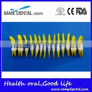 Dental Same Proportionally Simulation Model DEA-43 thumbnail-1