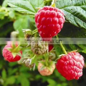 Raspberry Juice Powder 10:1 thumbnail-2