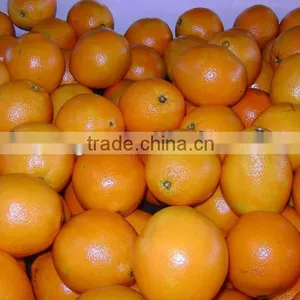 Jinxiang Best Food Co. Pomelo Sweet Crop thumbnail-1