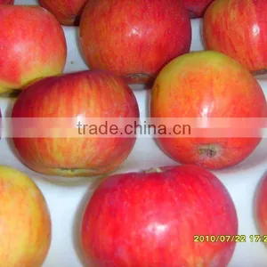 Fresh Gala Apple Crop 2010 thumbnail-1