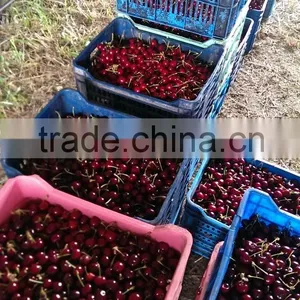 Fresh Cherries thumbnail-1