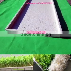 Plastic Propagator Trays, Sprouting Trays thumbnail-1