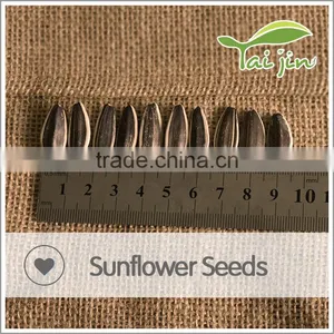Sell Organic Chinese Sunflower Seeds Long Shape thumbnail-4