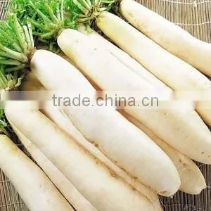 Top Quality Seeds Very Deliicious White Radish Radijs thumbnail-2