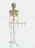 Education Supplies Plastic PVC Human Skeleton thumbnail-1