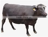 HOKKAIDO WAGYU BEEF thumbnail-2
