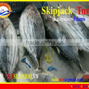 FROZEN SKIPJACK TUNA WHOLE ROUND thumbnail-1