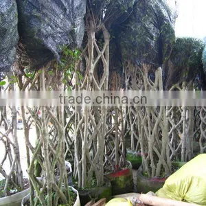 Ficus Square Shape Export thumbnail-1