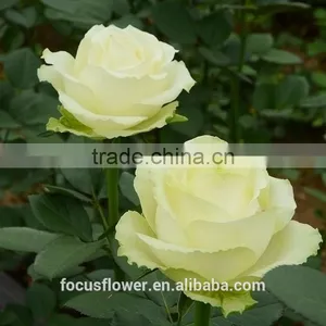 For Valentine's Day Occasion Cut Flowers Rose Fresh Flower Avalanche Flower From Kunming thumbnail-2