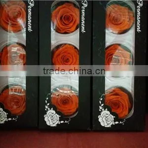 Eternal Rose Big Rose Head A Grade Preserved Rose 6-7 cm for Sale thumbnail-5