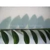 Transparent Food Grade Silicone Rubber Sheet thumbnail-1