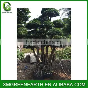 Ficus Microcarpa Bonsai 3.5m (3) thumbnail-1