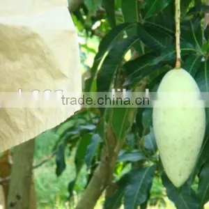 Malaysia Vietnam Sri Lanka Kraft Paper Mango Protection Bag thumbnail-5