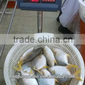 Yellow Pomfret 300-500G 400-600G Frozen Pomfret Fish thumbnail-1