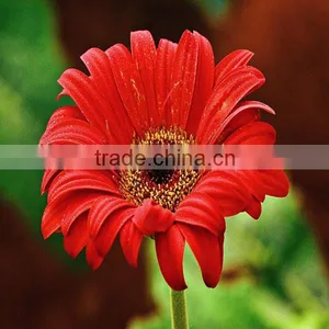 Popular Wholesale Fresh Cut Flower Various Gerbera Decoration Flowers thumbnail-5