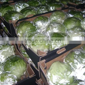 Fresh Cabbage thumbnail-1