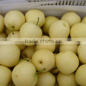 New Crop Fresh Huangguan Pear thumbnail-1