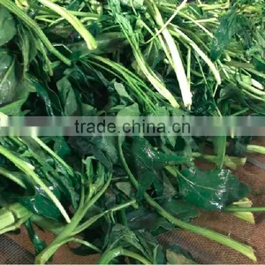 2013 New Crop Spinach Powder thumbnail-6