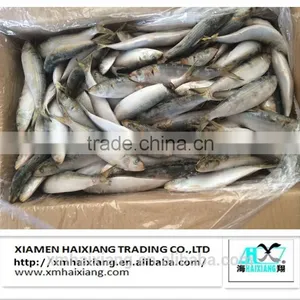New Arrival Frozen Sardines for Bait thumbnail-5