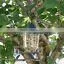 Acrylic Window Bird Feeder,plexiglass Bird Feeder,clear Bird Feeder thumbnail-3