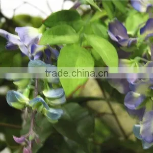 Home Garden Deco 50cm to 400 cm Hight Artificial Purple Large Chinese Wistaria EDHS1501 1602 thumbnail-5