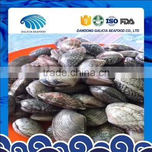Frozen Short Necked Clam Size 41-50 thumbnail-1