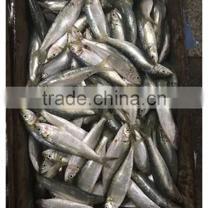New Landing Frozen Fresh Unprocessed HGT Sardine thumbnail-4