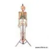 Sell Human Skeleton Model thumbnail-1