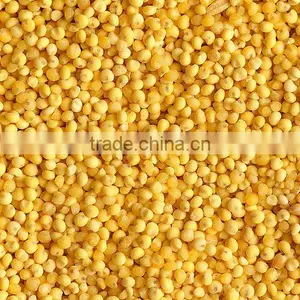 Organic Millet thumbnail-1