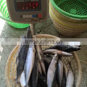 Mackerel Fish Benefits thumbnail-2