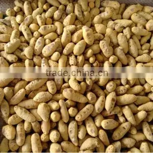 Turmeric thumbnail-1