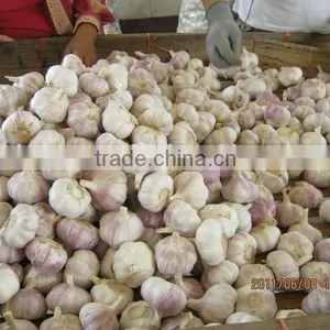 Red Garlics thumbnail-1