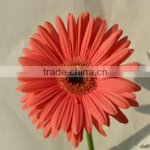 Wholesale Natural and Fresh Chrysanthemum Flowers From China thumbnail-2
