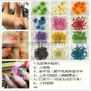Stickers & Decals 3D Dry Flower, Mix 12 Color Decoration Real Dried Dry Flower for Nail Art Decoration ZX:GH743 Quality Choice thumbnail-3