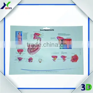 New Designs 3D PVC Embossed Medical Poster thumbnail-1
