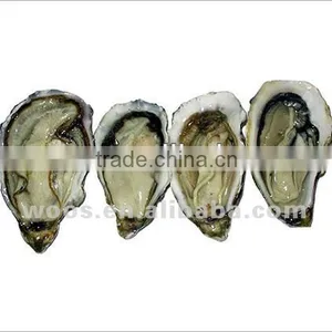 Fresh Frozen and Boiled Frozen Oyster Meat thumbnail-1