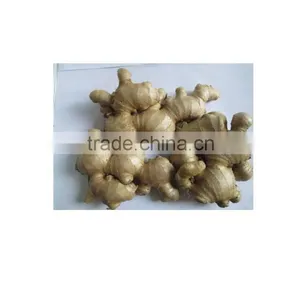 Professional Vietnam Supplier Fresh Ginger thumbnail-1