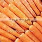 Export Red Carrot thumbnail-1