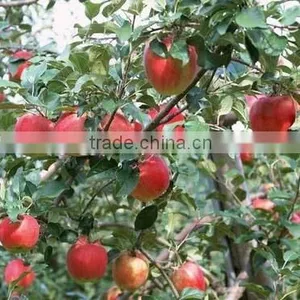 High Quality Chinese Red Star Apple Best Price Red Star Apples Sweet and Fresh Red Star Apples thumbnail-4