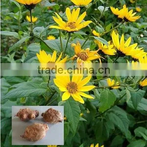 Qingdao BNP Suplies 95% Organic Natural Inulin/synanthrin From Jerusalem Artichoke Dietary Fiber Inulin Powder thumbnail-1